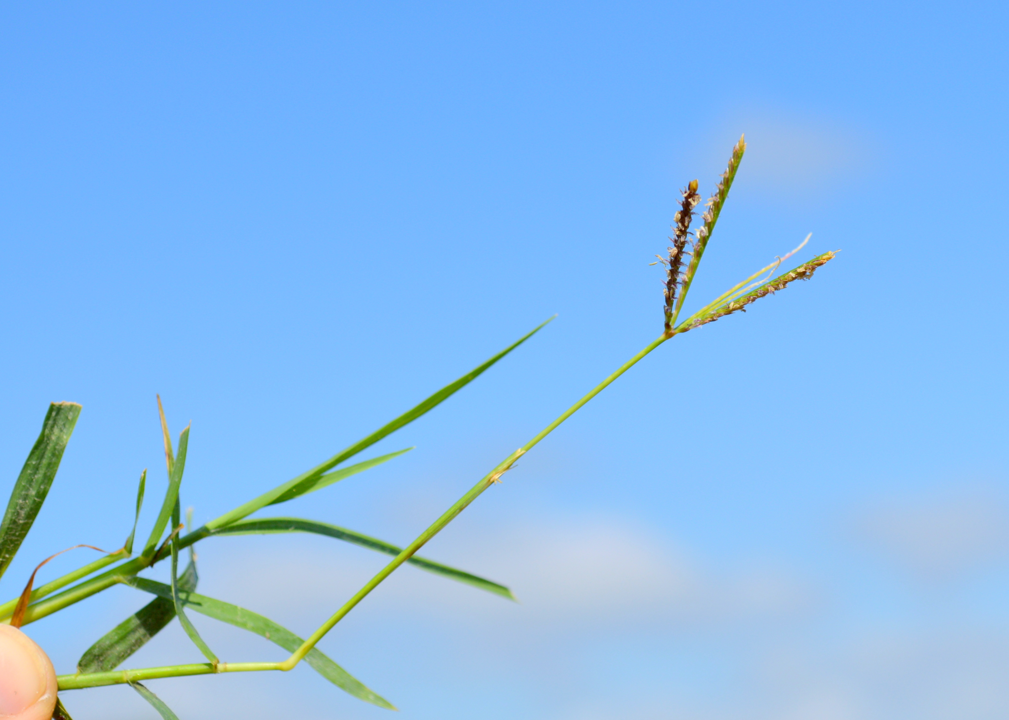 Bermudagrass seed heads 